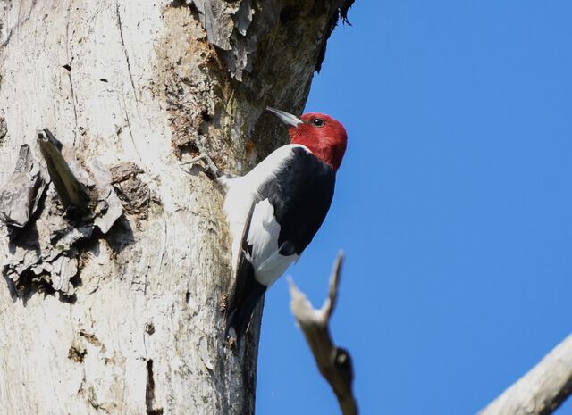 Red-headed Woodpecker