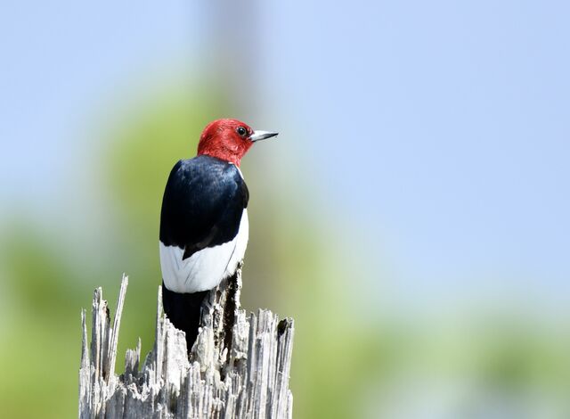 Red-headed Woodpecker