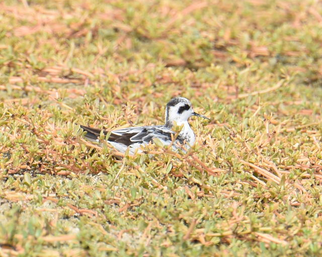 Red-necked Phalarope