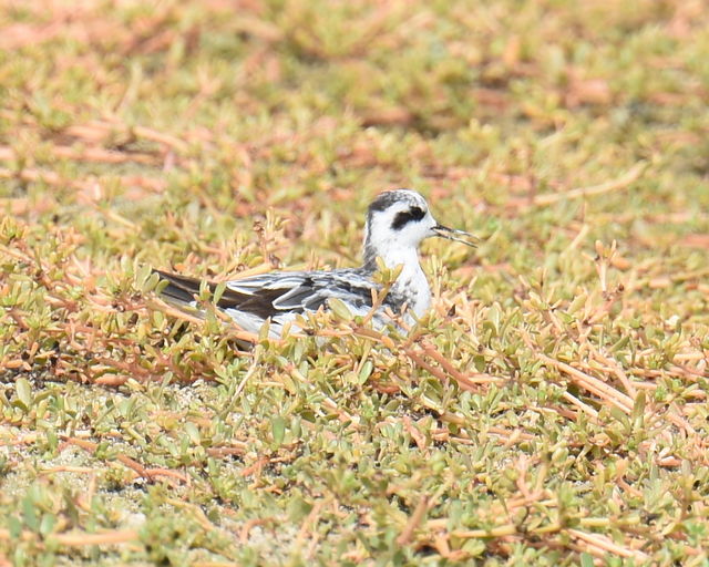 Red-necked Phalarope