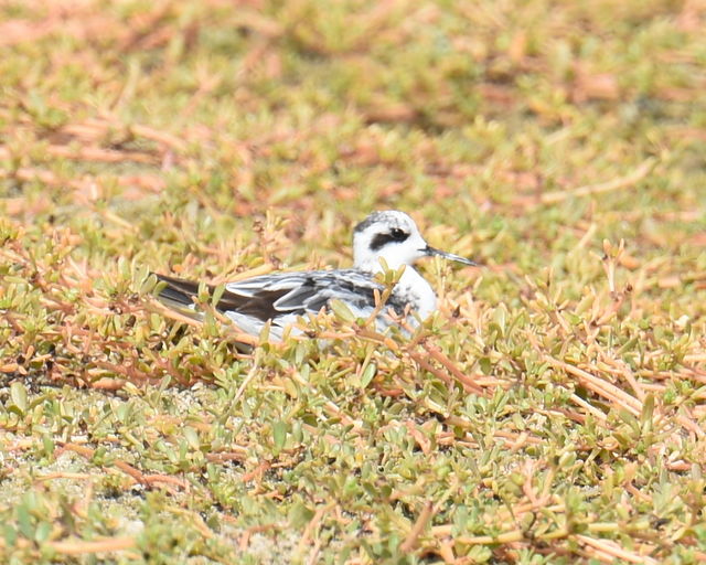 Red-necked Phalarope