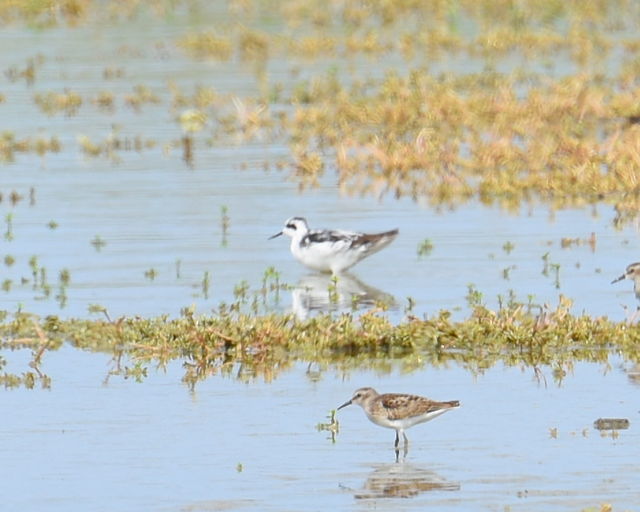 Red-necked Phalarope