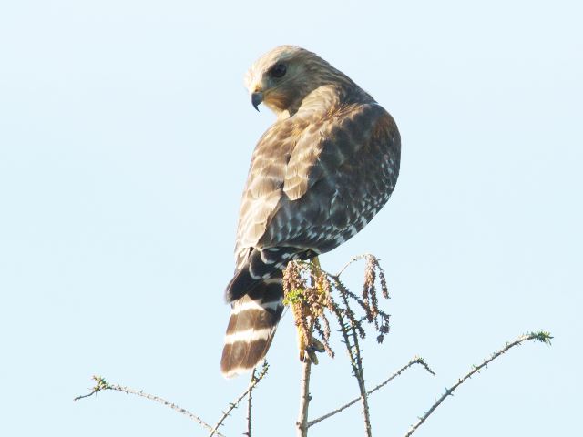 Red-shouldered Hawk