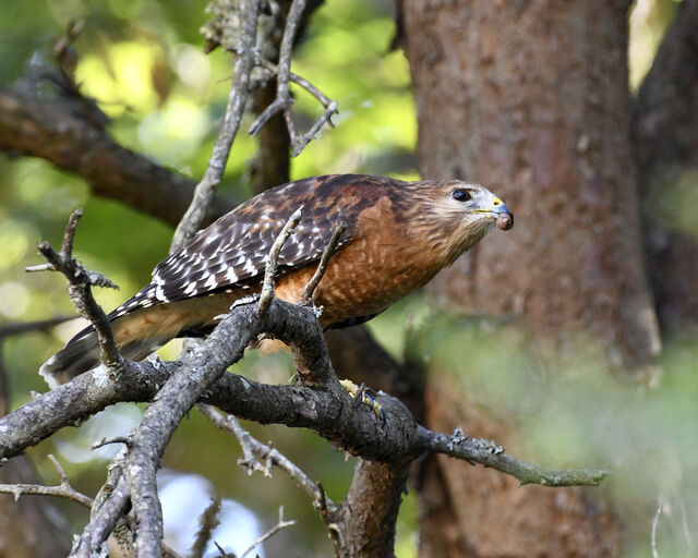 Red-shouldered Hawk