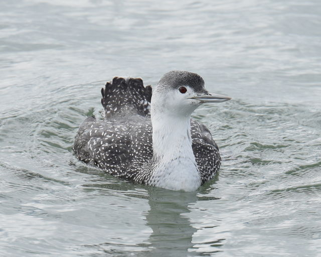 Red-throated Loon