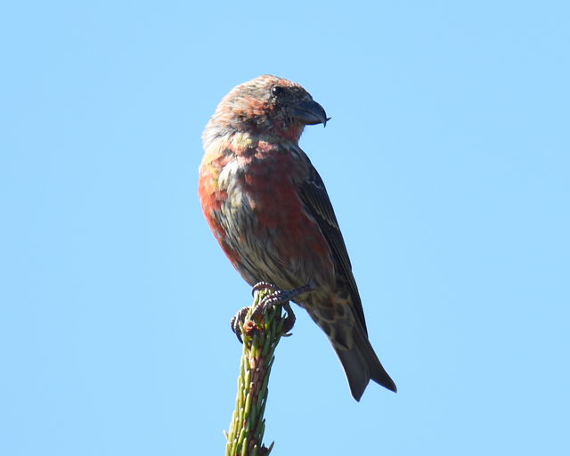 Red Crossbill