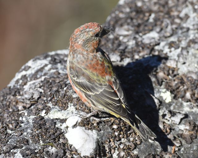 Red Crossbill