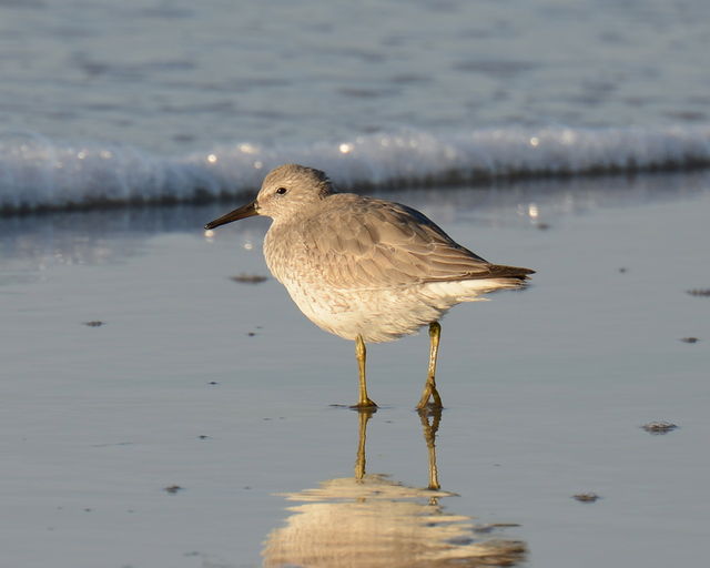 Red Knot