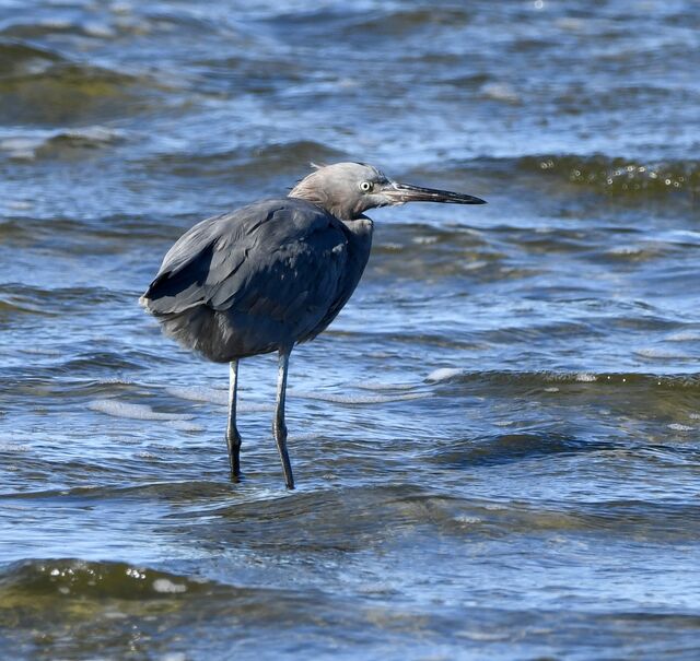 Reddish Egret