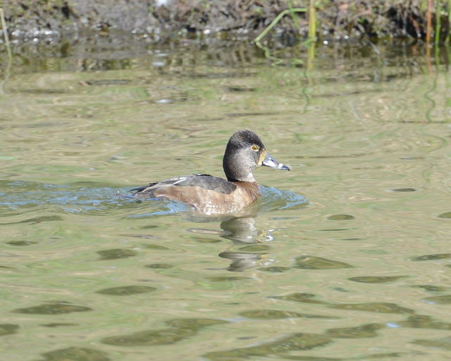 Ring-necked Duck