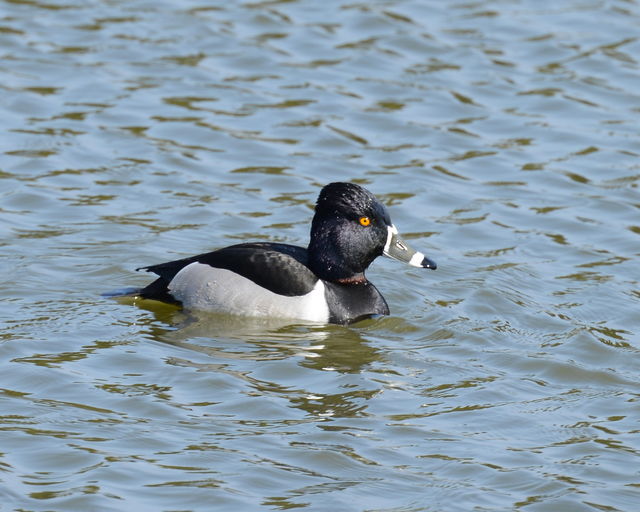 Ring-necked Duck