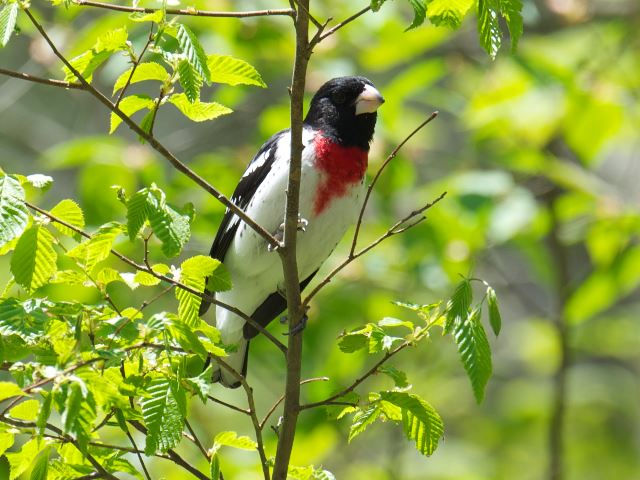 Rose-breasted Grosbeak