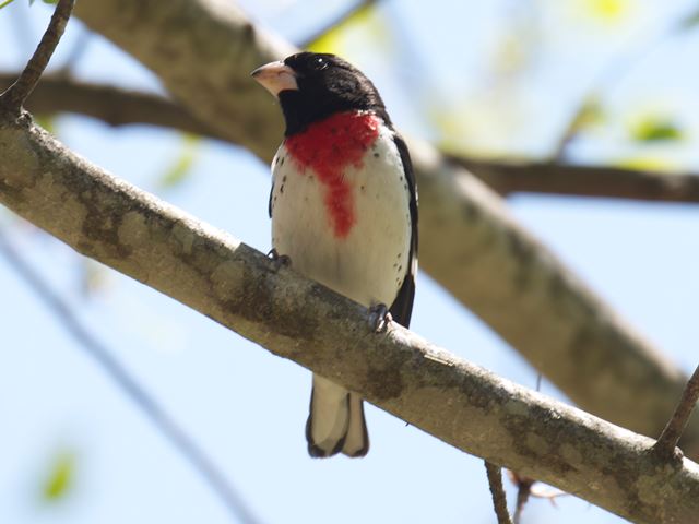 Rose-breasted Grosbeak