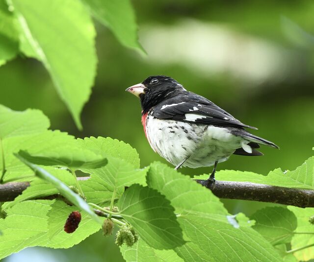 Rose-breasted Grosbeak