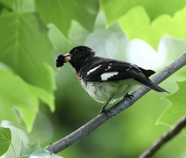 Rose-breasted Grosbeak