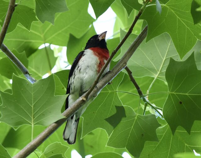 Rose-breasted Grosbeak
