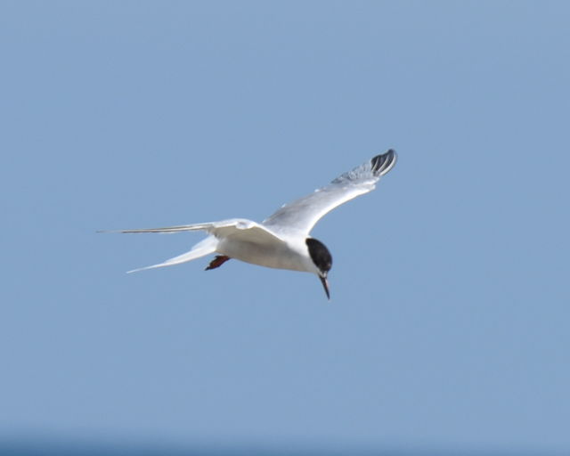 Roseate Tern