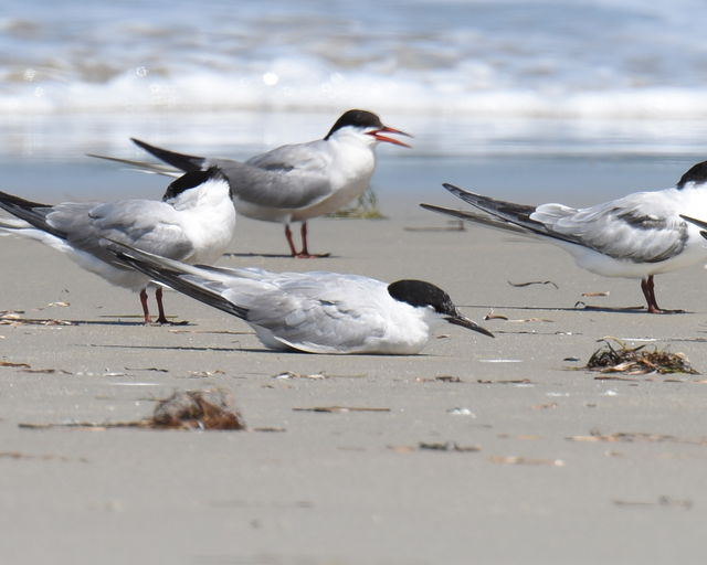Roseate Tern