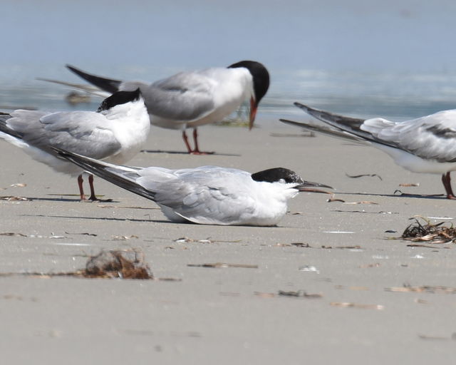 Roseate Tern