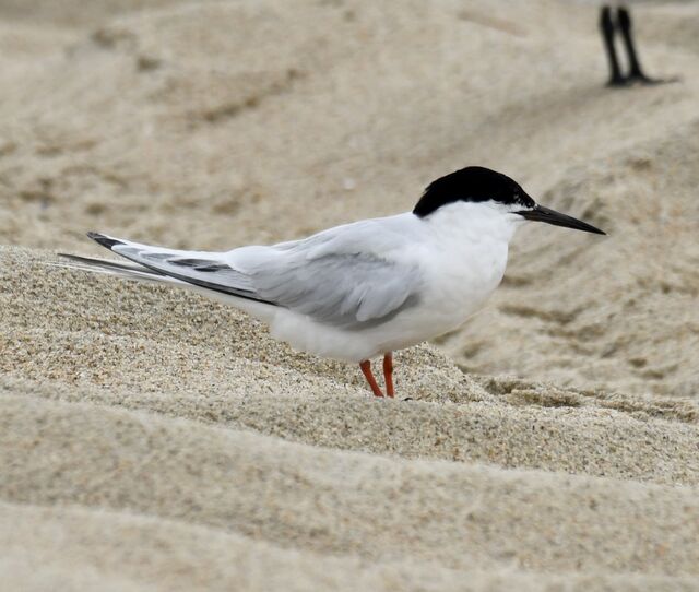Roseate Tern