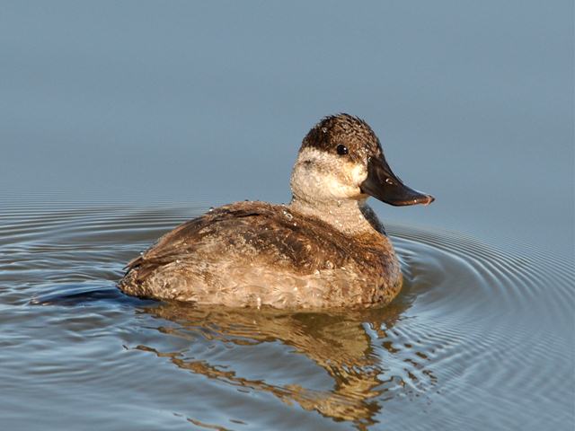 Ruddy Duck