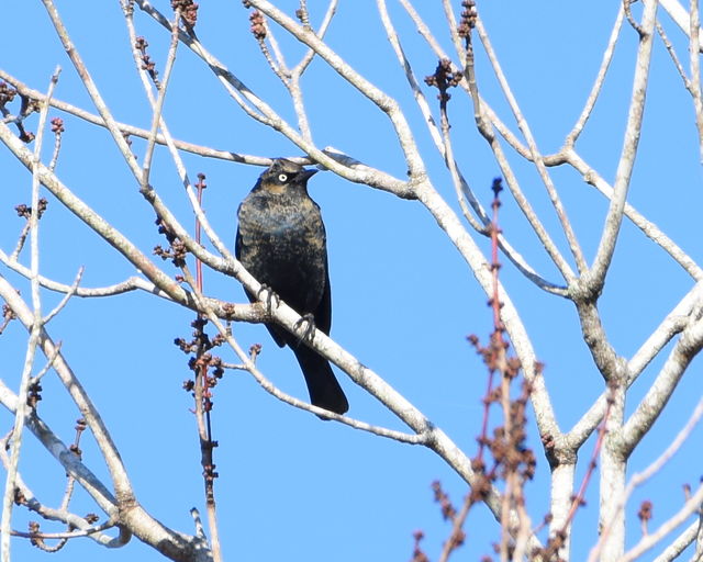 Rusty Blackbird