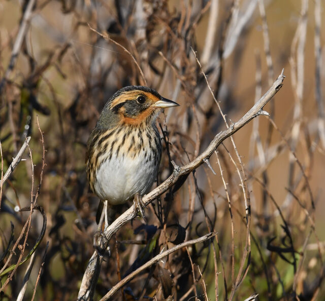 Saltmarsh Sparrow