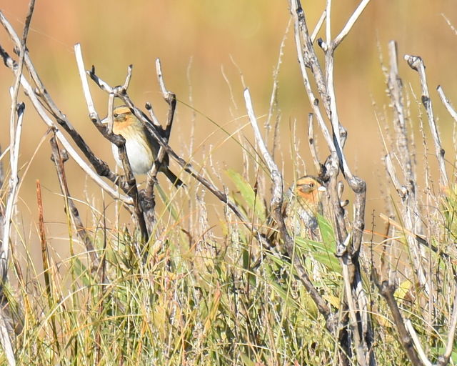Saltmarsh Sparrow
