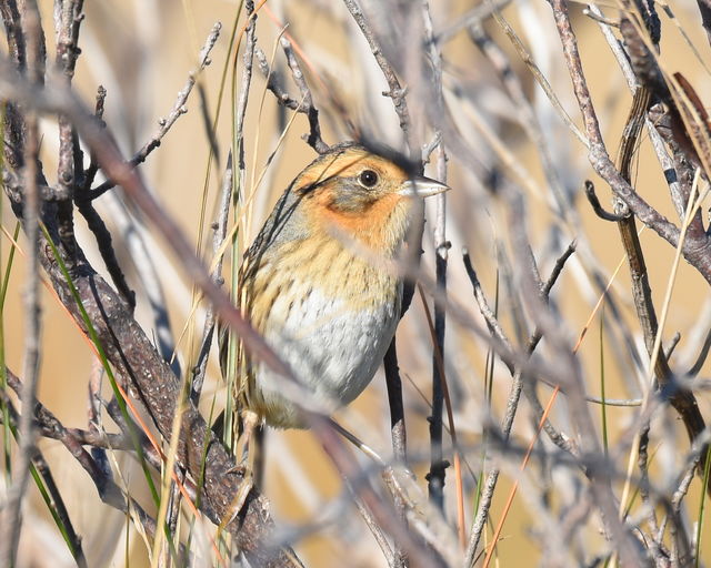 Saltmarsh Sparrow