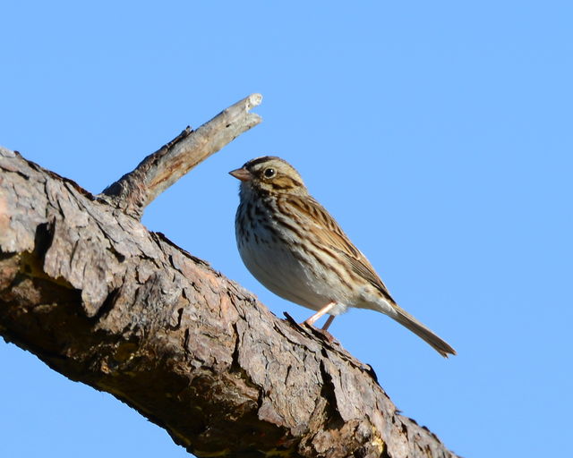 Savannah Sparrow