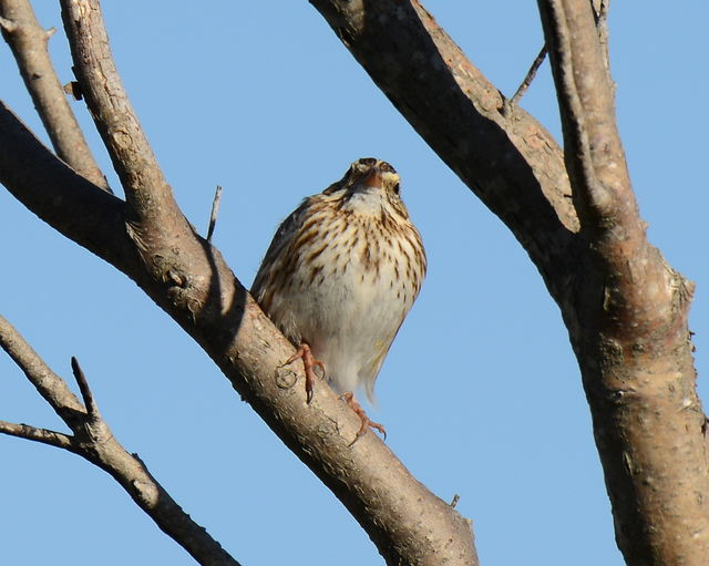 Savannah Sparrow