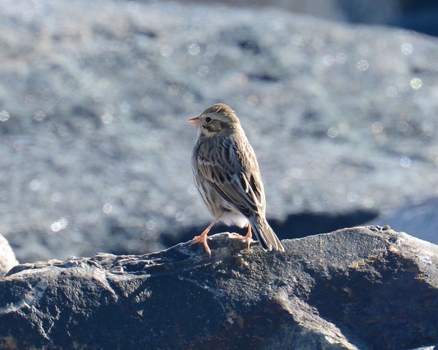 Savannah Sparrow