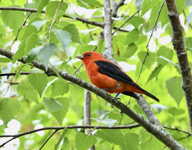 Scarlet Tanager