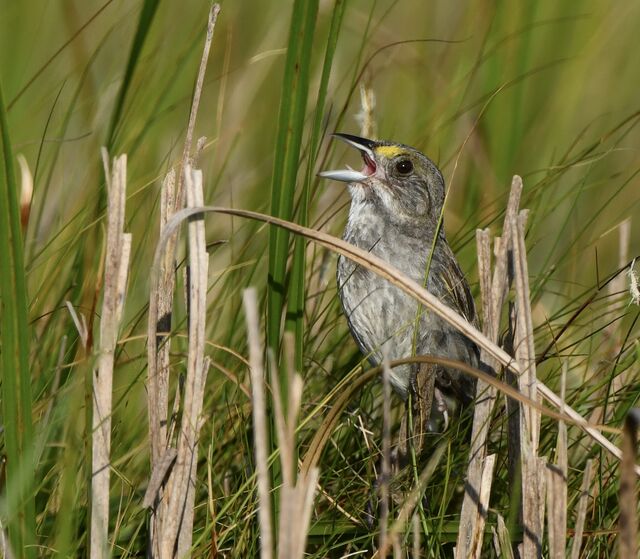 Seaside Sparrow