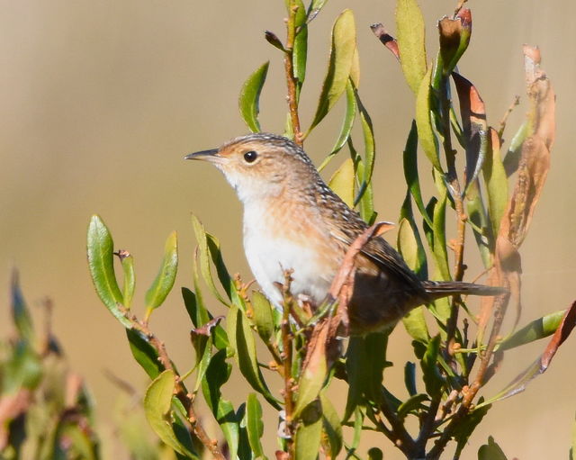 Sedge Wren