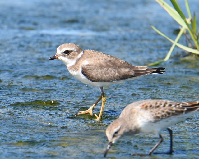 Semipalmated Plover