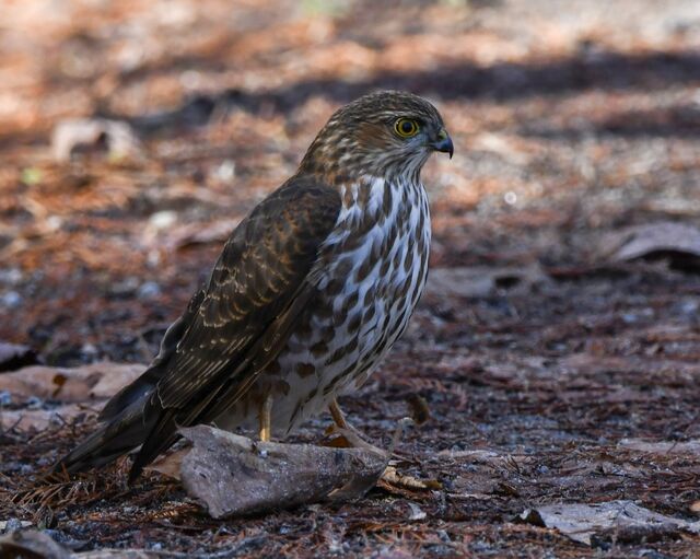Sharp-shinned Hawk
