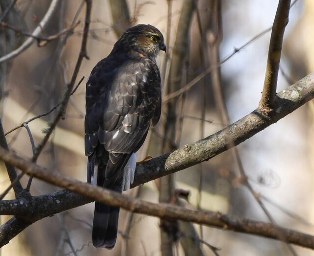 Sharp-shinned Hawk