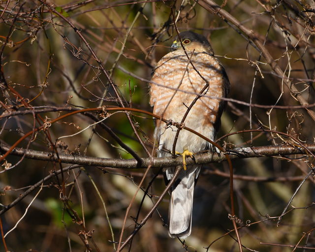 Sharp-shinned Hawk
