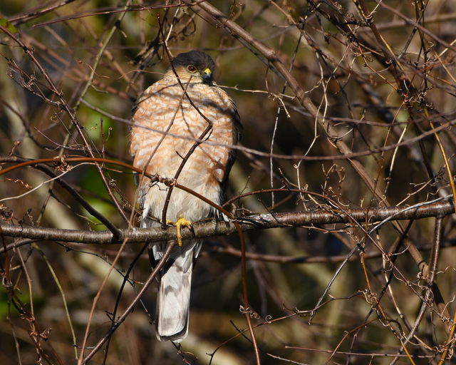 Sharp-shinned Hawk