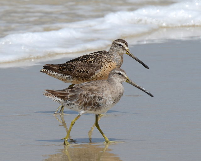 Short-billed Dowitcher