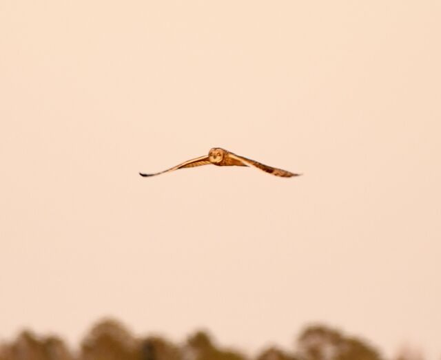 Short-eared Owl