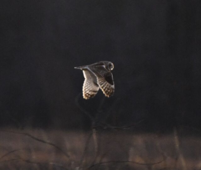 Short-eared Owl