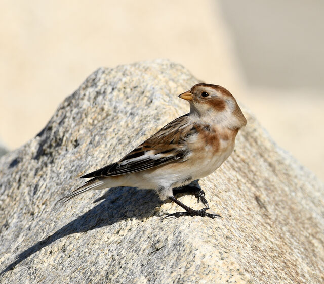 Snow Bunting