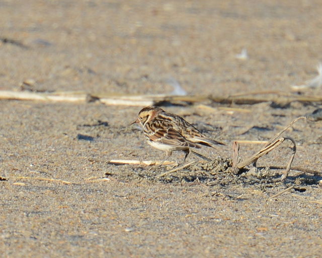 Snow Bunting