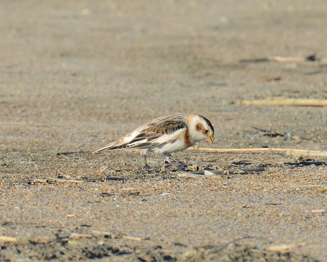 Snow Bunting