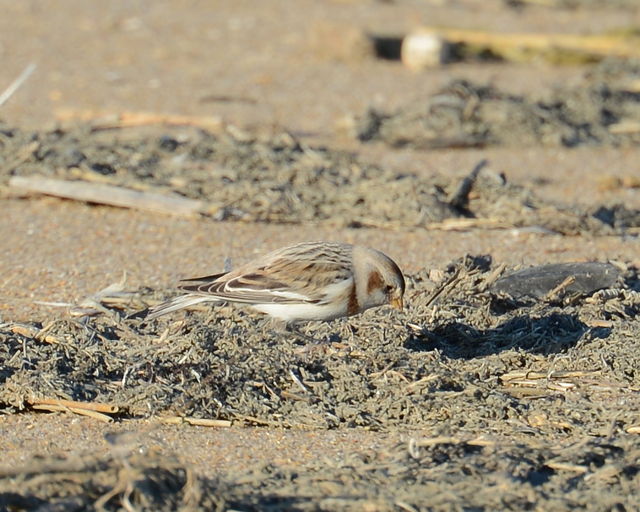 Snow Bunting