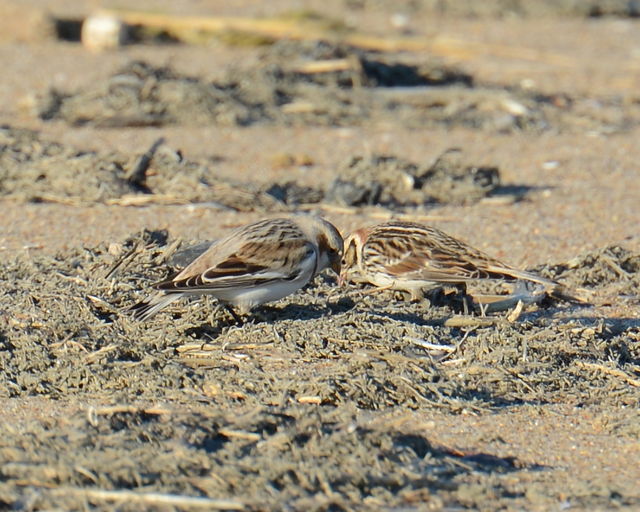 Snow Bunting