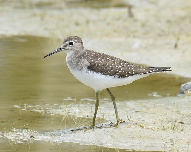 Solitary Sandpiper
