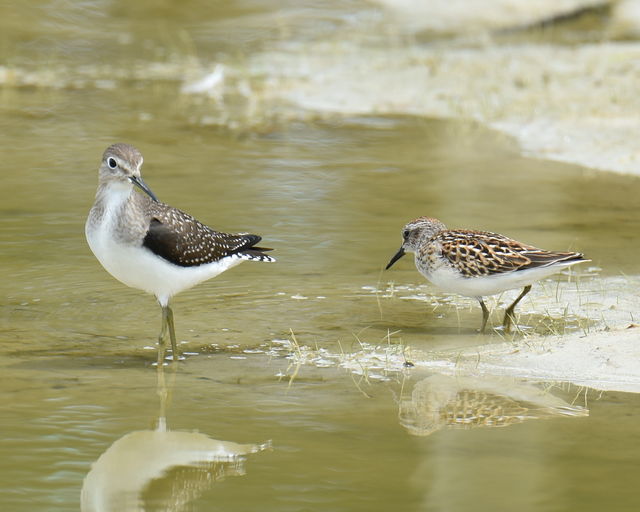Solitary Sandpiper